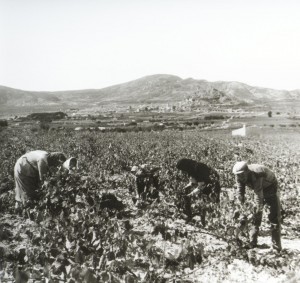 Agricultores recogiendo la uva.