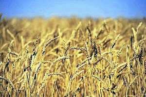 DOCU_GRUPO A wheat crop ready for harvest are seen on the Canadian prairies near Taber