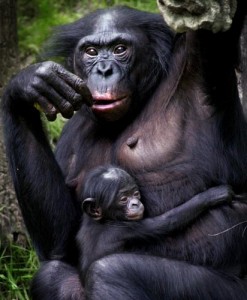 Mare bonobo amb el seu petit