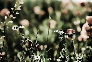aromaterapia