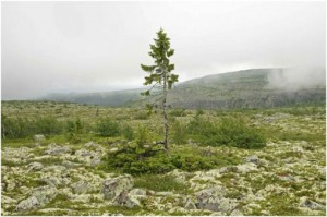 picea