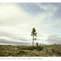 El árbol más longevo del planeta
