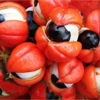 Guaraná como estimulante para estudiar