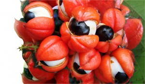 guarana