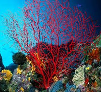 Solución para salvar los arrecifes de coral: Geoingeniería
