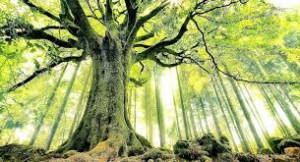 arbol sano