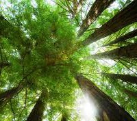 Tener cerca un árbol te aporta más salud de la que crees