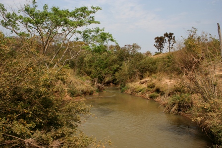 El río Bebedouro en Guaranésia (Autor: Rodrigo R. Ramos Ribeiro).