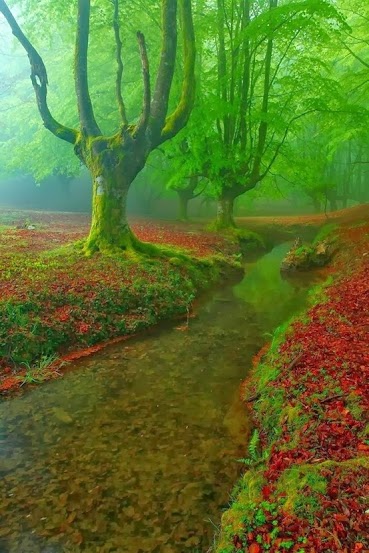 Otzarreta Forest - Bizkaia, Spain via mediacache