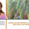 ¿Cómo luchar contra el picudo rojo que ataca las palmeras? – Antonia Soto – Doctora en ciencias biológicas e ingeniería agrícola (Instituto Agroforestal Mediterráneo) – UPV