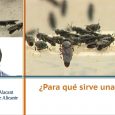 ¿Para qué sirve una mosca? – Santos Rojo – Biólogo UA