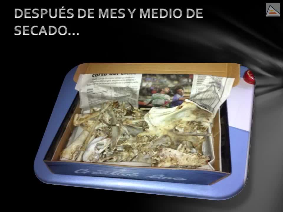 Esqueletización de un pavo