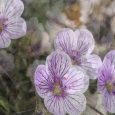 Microrreservas de flora del Paisaje Protegido de la Serra del Maigmó y Serra del Sit