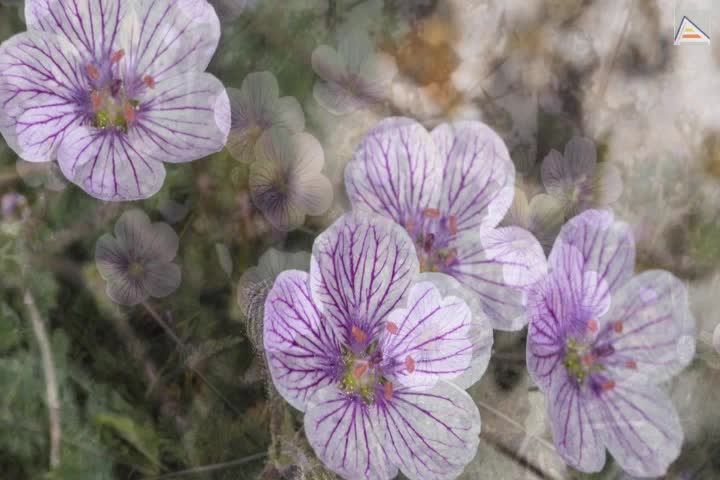 Microrreservas de flora del Paisaje Protegido de la Serra del Maigmó y Serra del Sit