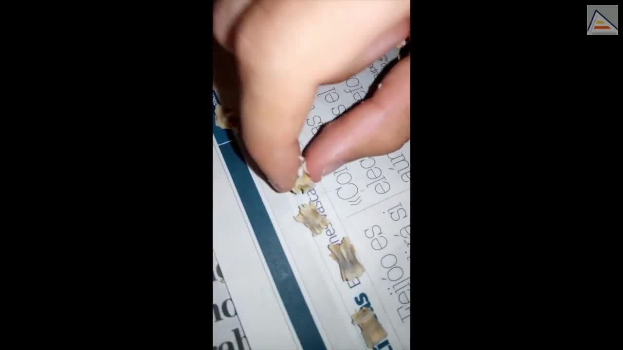 Esqueletizacion huron