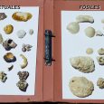 En el Cabo de la Huerta se observan fósiles del Mioceno Superior (hace 10 millones de años) y de una playa fósil tirreniense, de hace unos 100.000 años. Algunos de […]